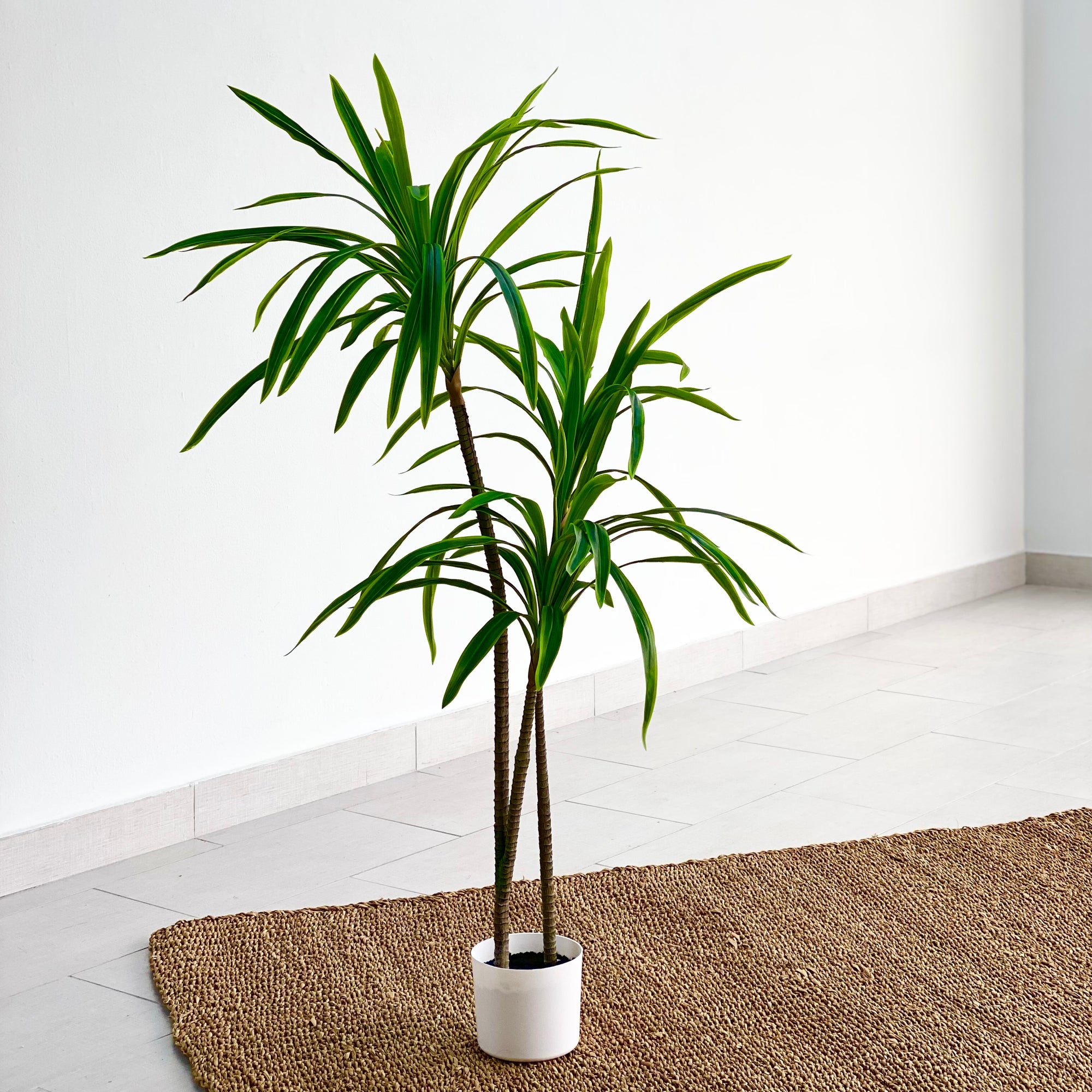 dracaena faux plant Real Dracaena Faux Plant