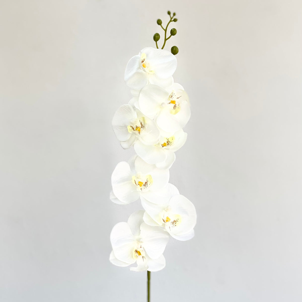 Single White Orchid