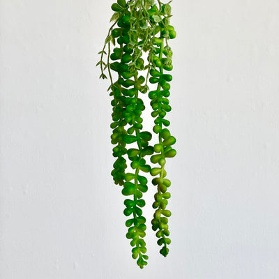 Hanging Floppy Succulent Plant
