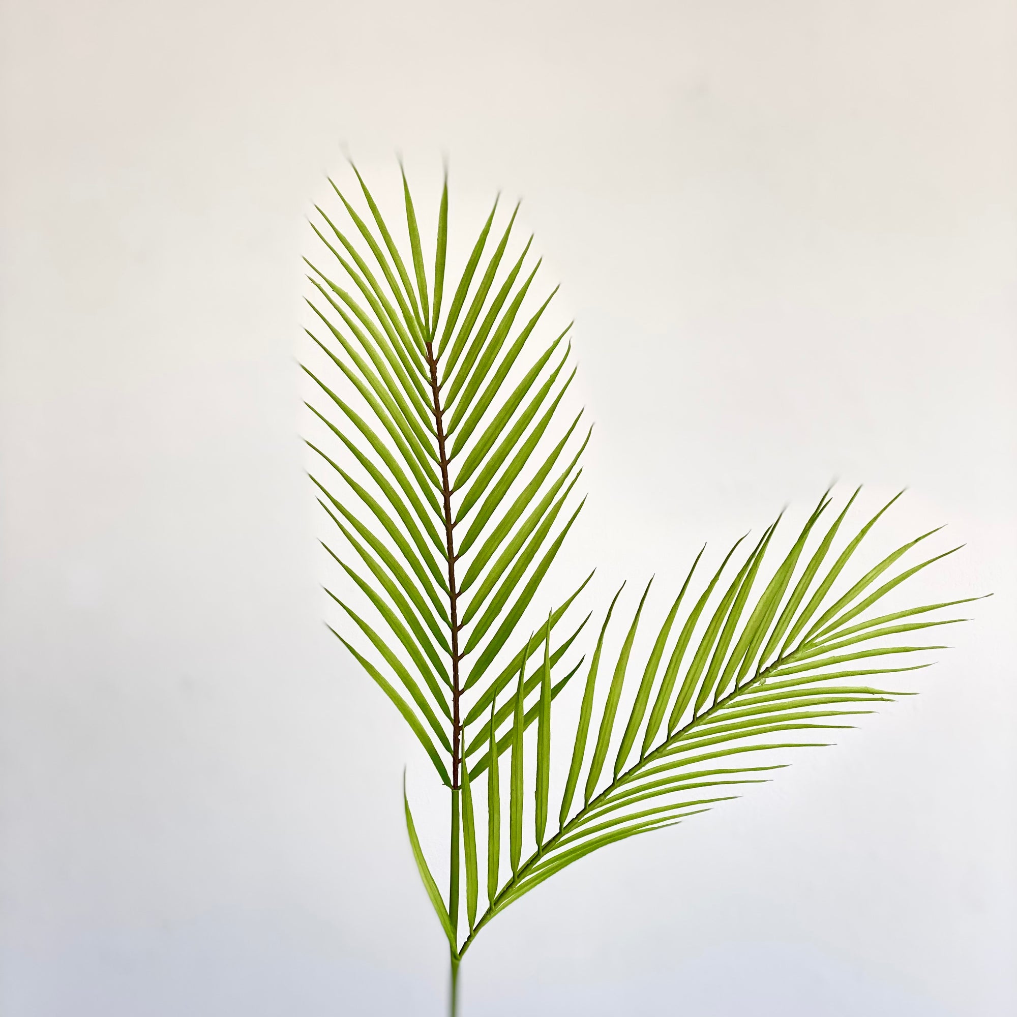 Double Palm Leaf
