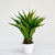 Green Aloe Potted Plant