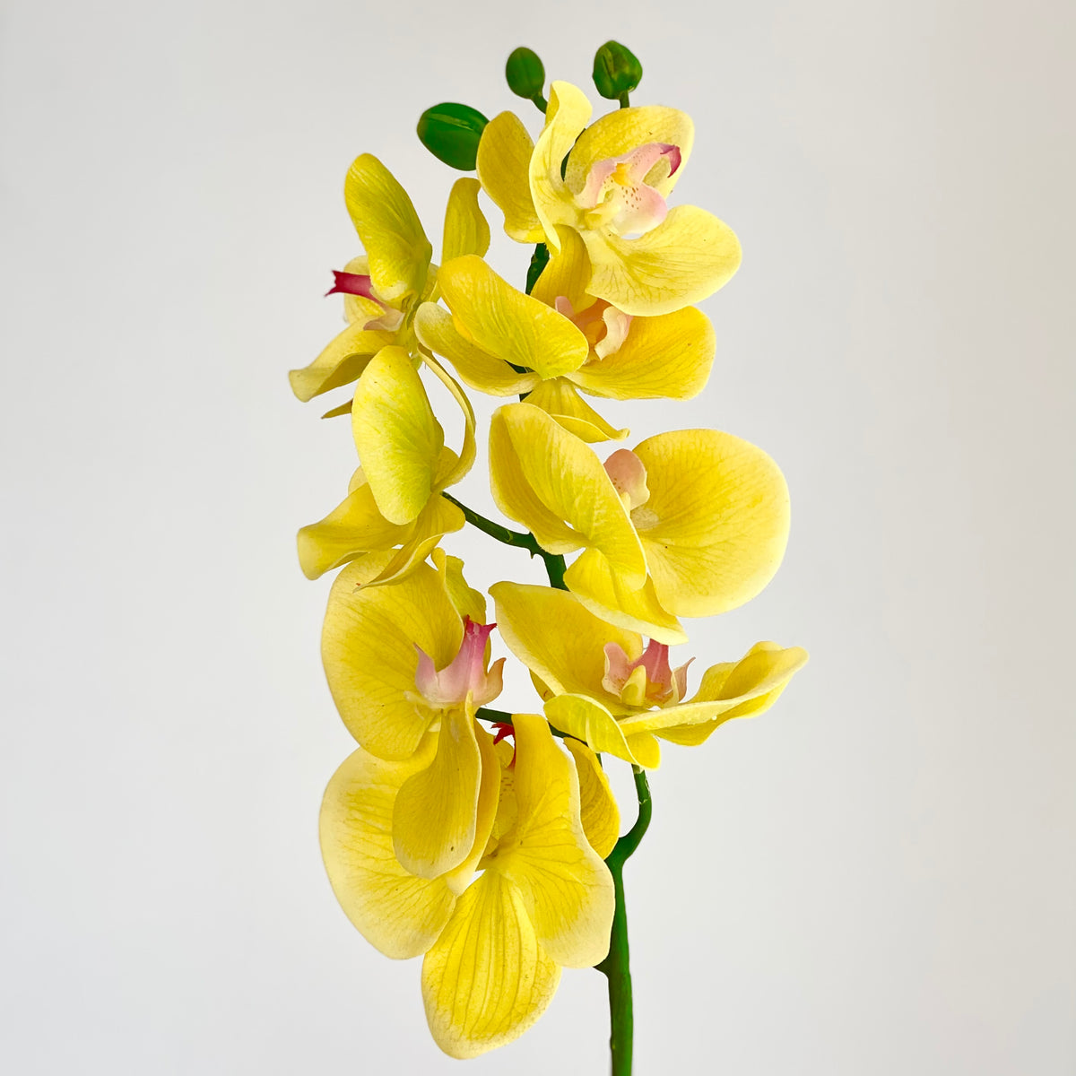 Butterfly Yellow Orchid