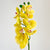 Butterfly Yellow Orchid