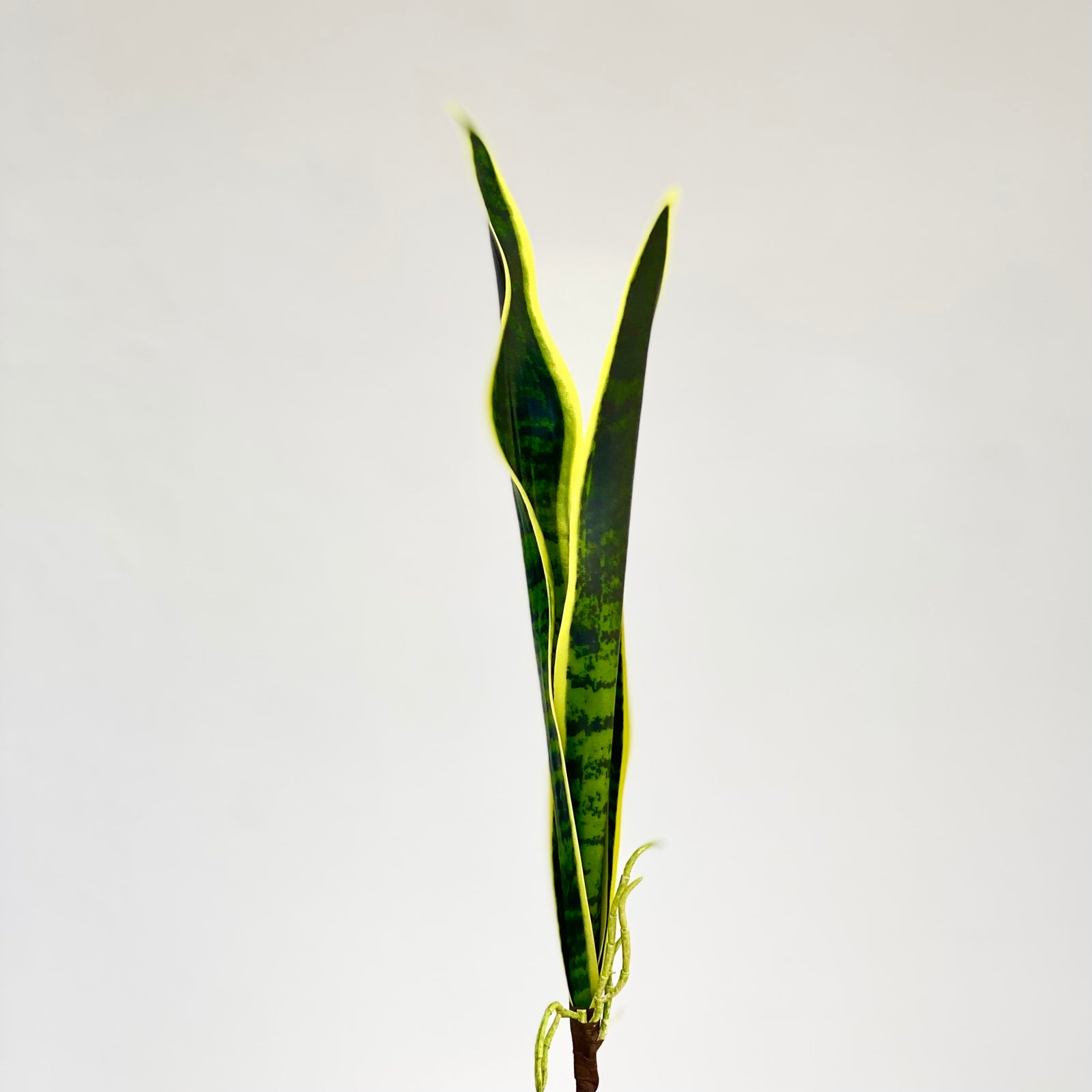 Sansevieria Faux Green Yellow Leaves Spike