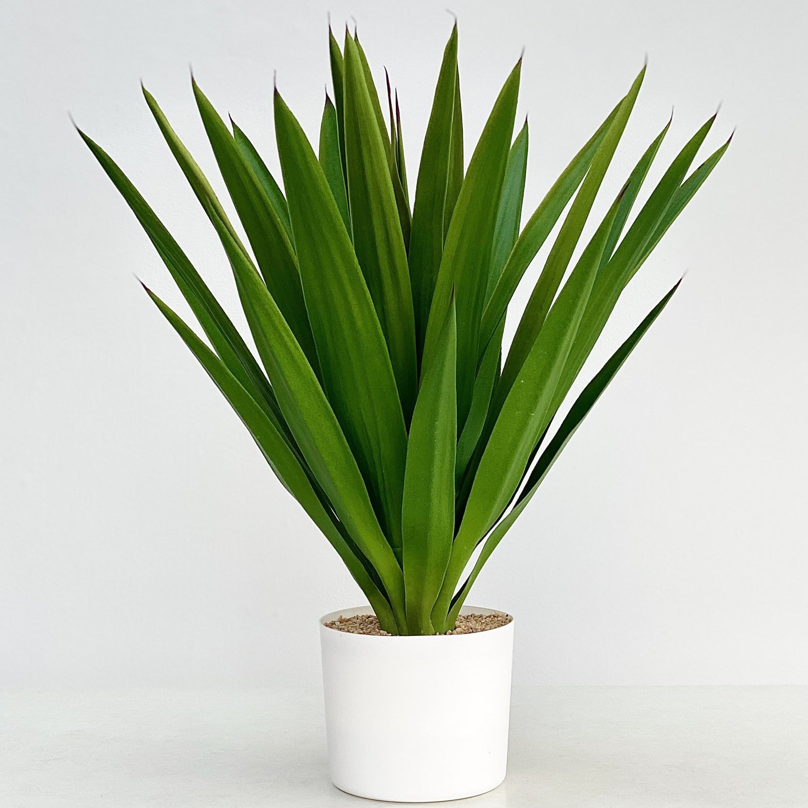 Yucca Gloriosa Faux
