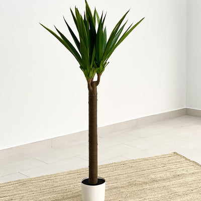 Manihot Plant and Wicker Planter Set