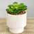 Green Succulent Simple Ceramic Pot