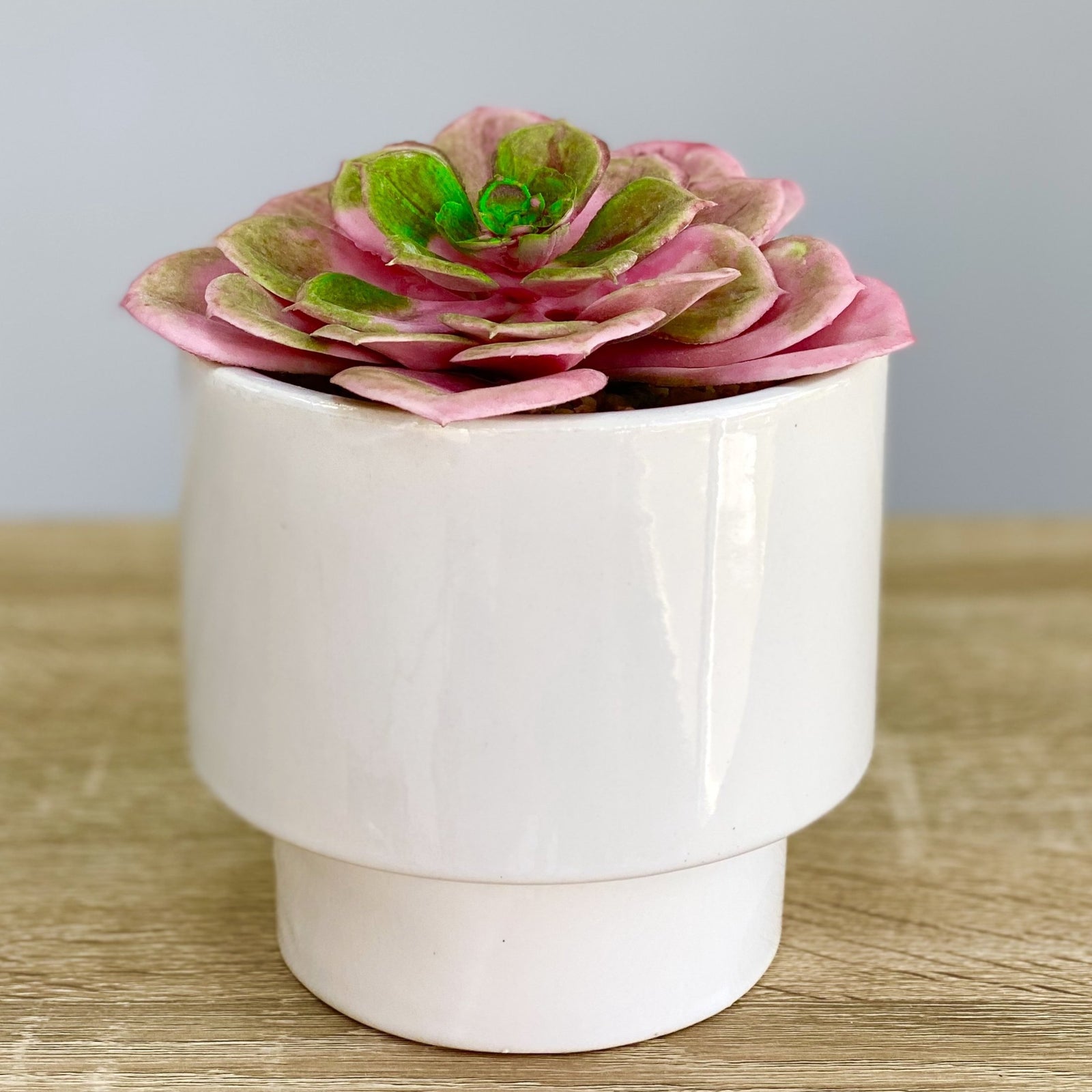 Pink Succulent Simple Ceramic Pot