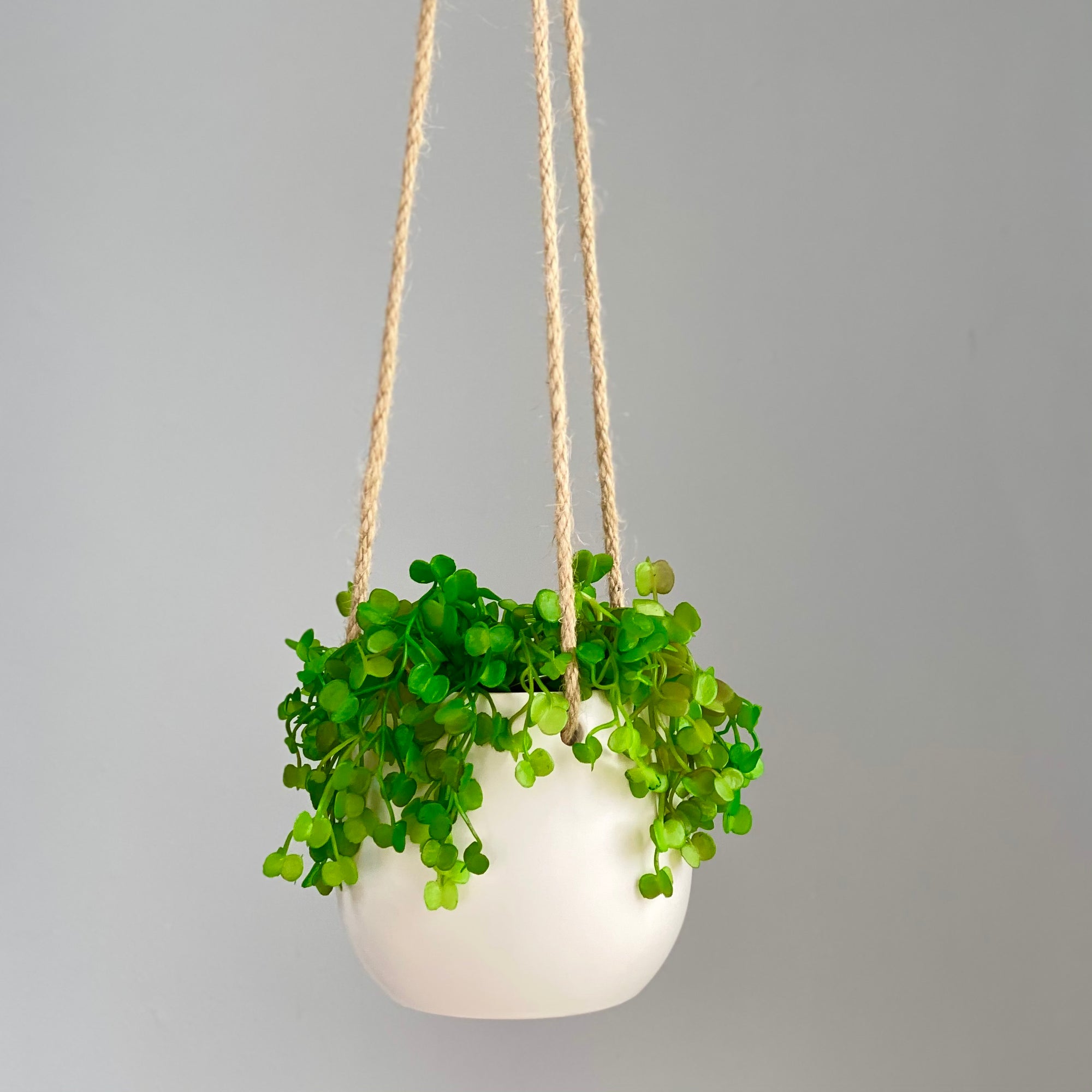 string of nickels hanging plant String of Nickels Minimal Hanging Planter