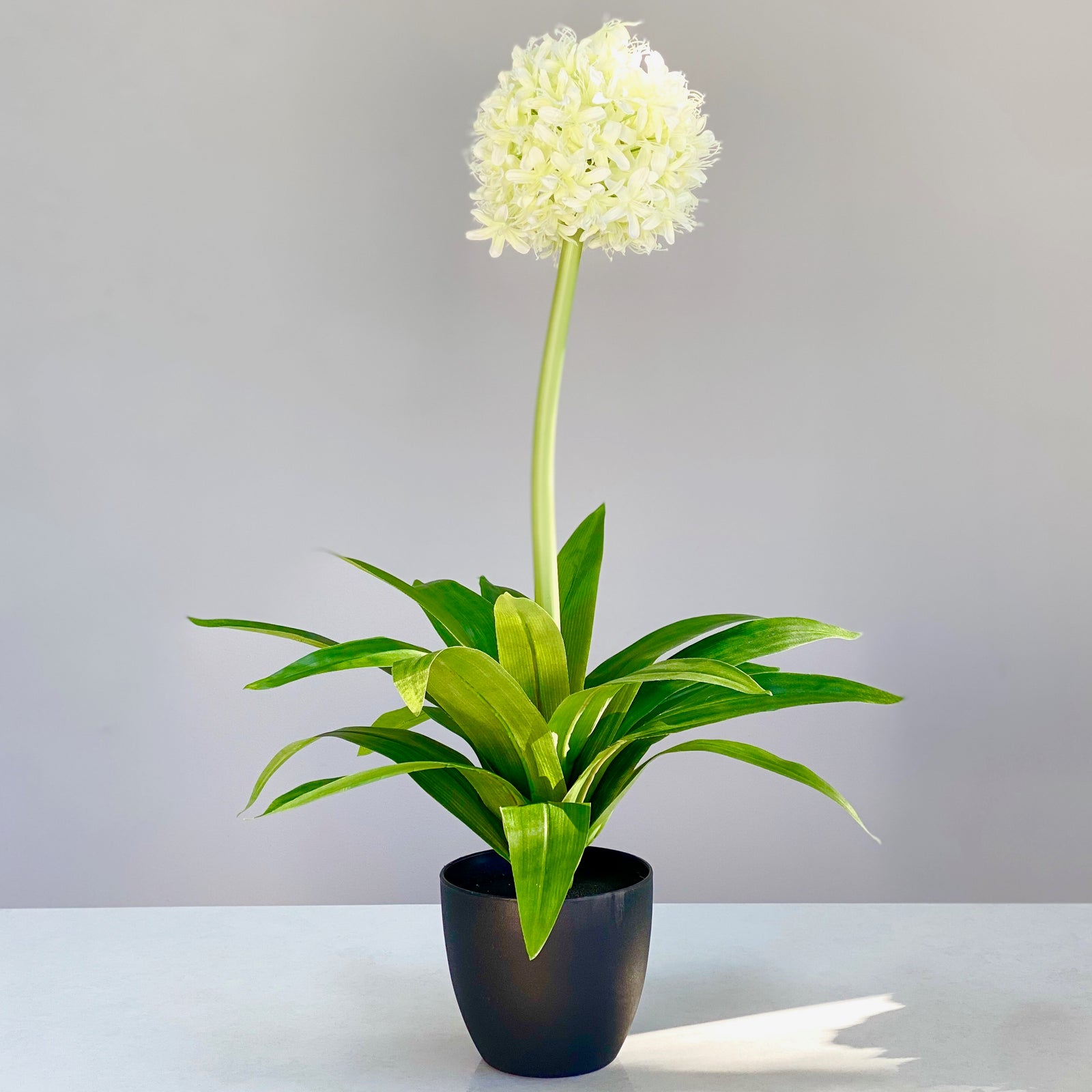 Bolocephalus Faux Ivory Plant