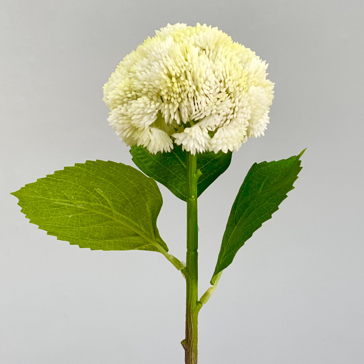 Single Ivory Hydrangea With Leaf