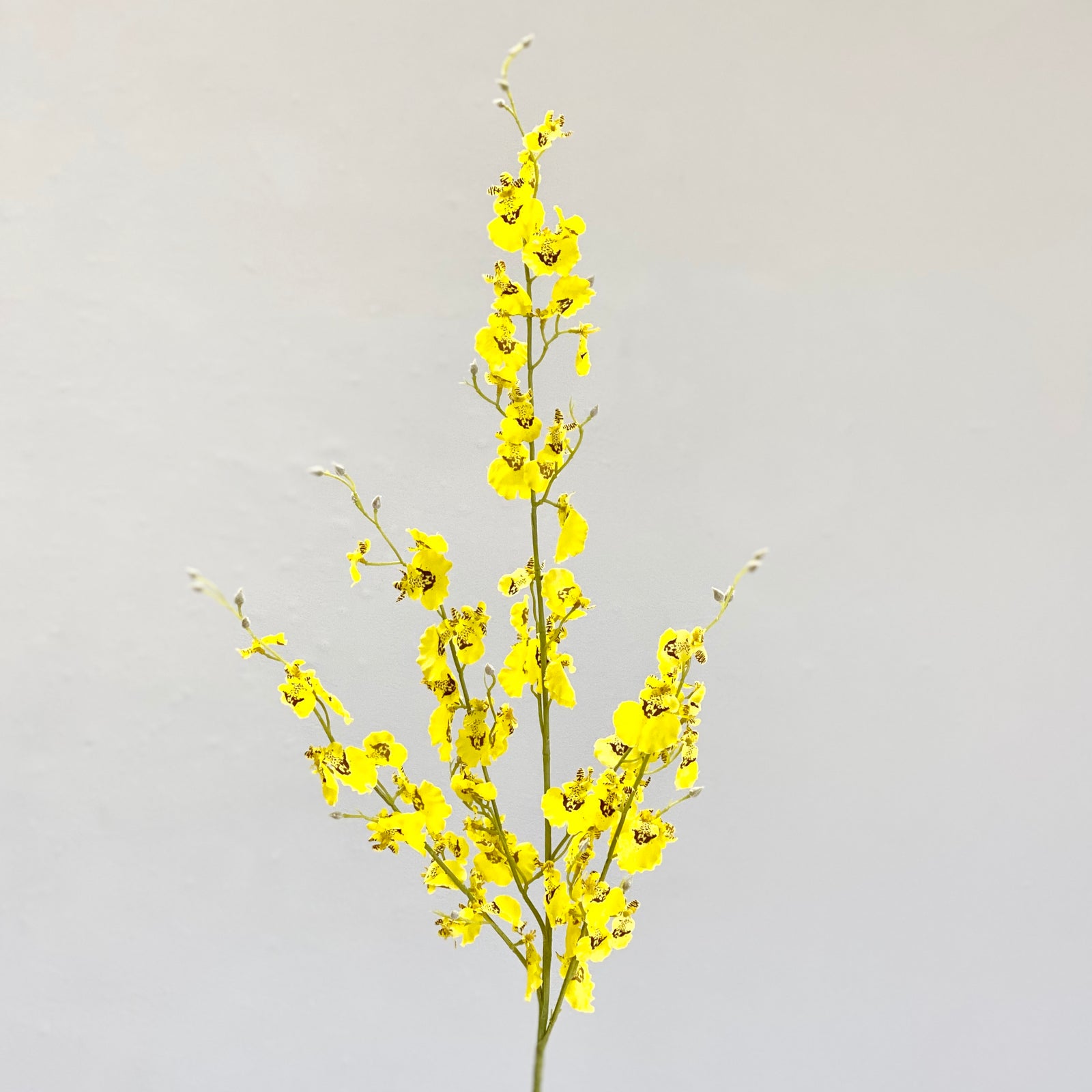 Dancing Yellow Orchid