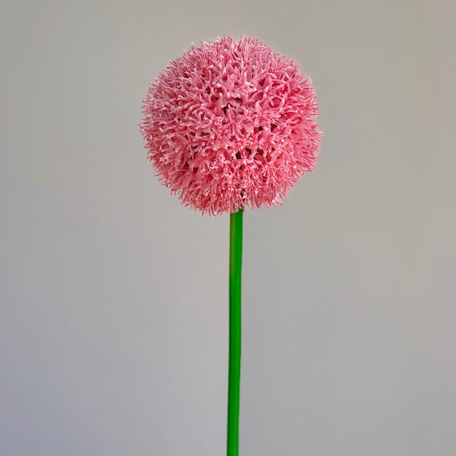 Alium Pink Small Round Flowers